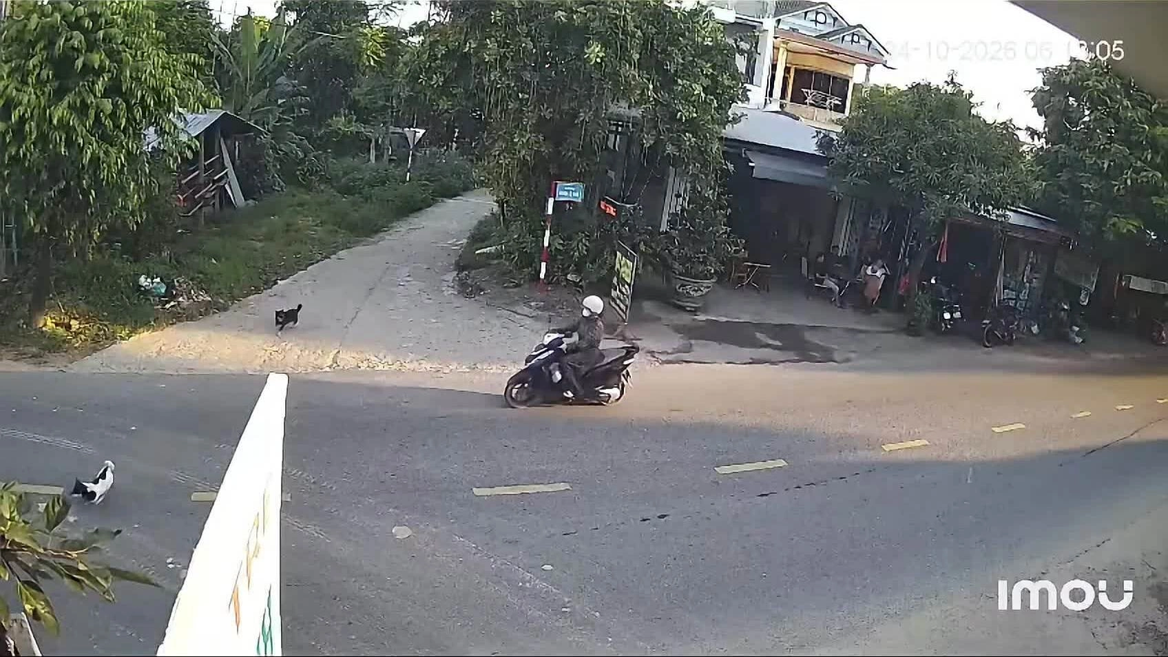 co-gai-di-xe-may-dam-vao-cho-chay-ngang-duong-1793061572 Cô gái đi xe máy đâm vào chó chạy ngang đường
