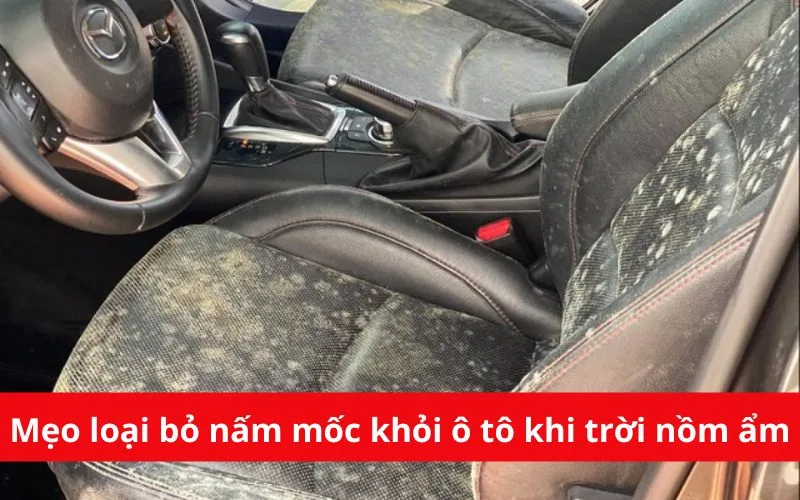 Mẹo loại bỏ nấm mốc khỏi ô tô trong những ngày nồm ẩm